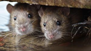 चूहों से हमेशा के लिए निजात पाने का आसान घरेलू उपाय एक बार जरूर आजमाएं