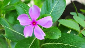 जाने सदाबहार के औषधीय गुण के बारे में, आप अभी