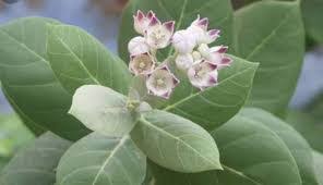 खुजली, पथरी और गंजापन को जड़ से खत्म कर देगा यह पत्ता, इस्तेमाल करने का तरीका जान लो खुजली, पथरी और गंजापन को जड़ से खत्म कर देगा यह पत्ता, इस्तेमाल करने का तरीका जान लो