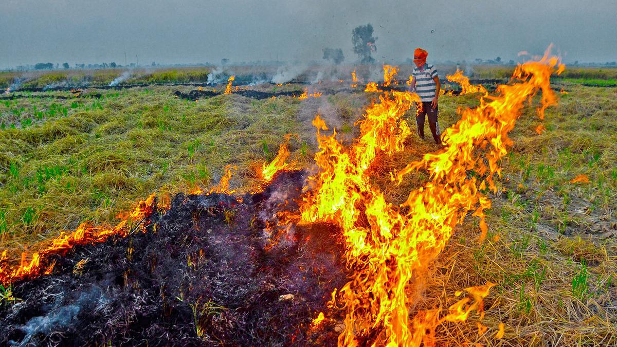 फसल अपशिष्ट जलाने का मामला: सुप्रीम कोर्ट ने केंद्र सरकार की निंदा की