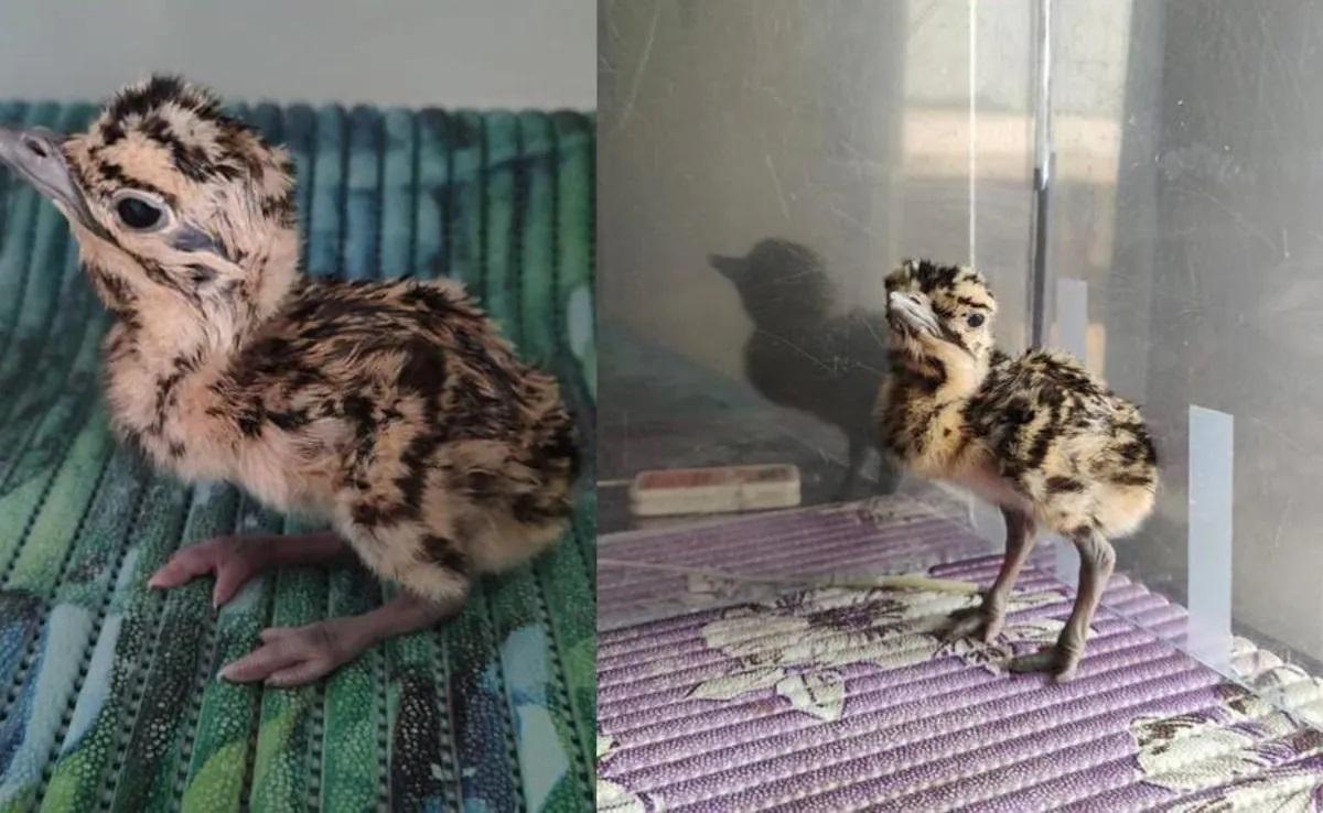 जैसलमेर में कृत्रिम गर्भाधान से निकले मोर, भारतीय वैज्ञानिकों की उपलब्धि