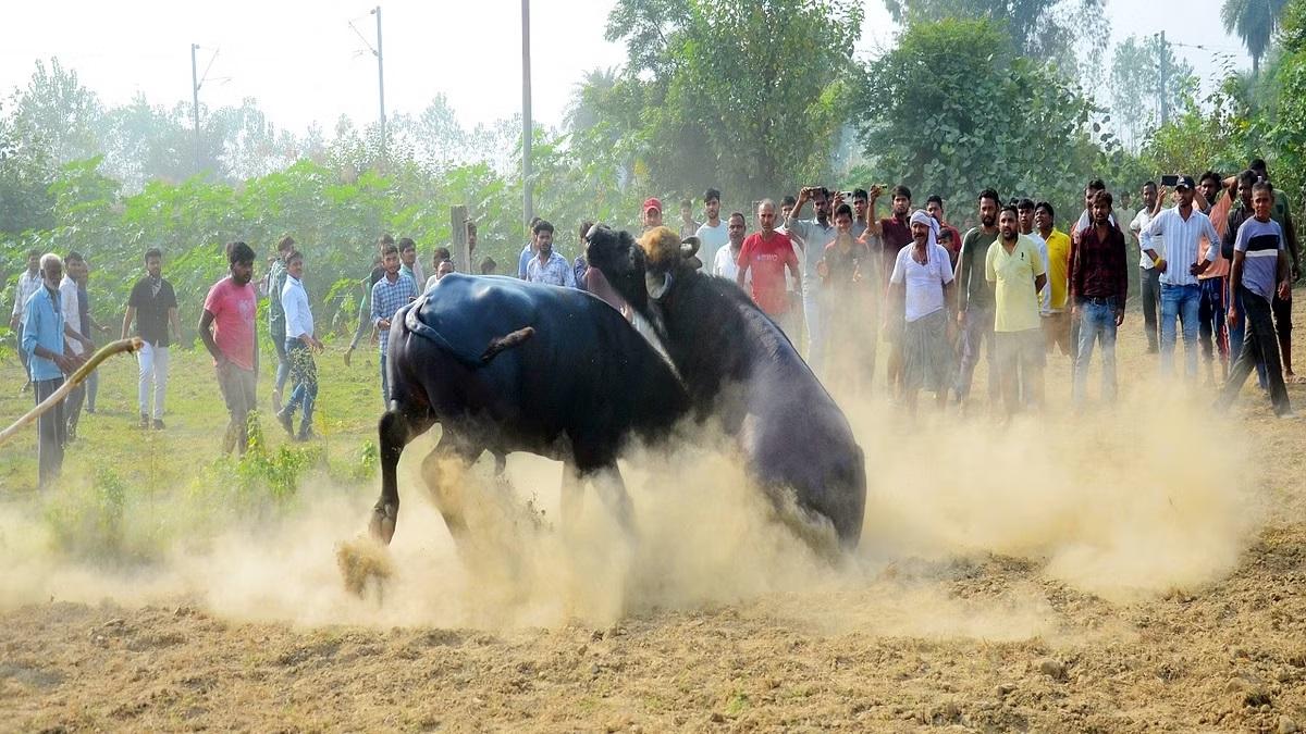 यूपी के बरेली शहर में भैंस लड़ाई कार्यक्रम पर प्रतिबंध का उल्लंघन, मेनका गांधी ने कलाकारों के खिलाफ मामला दर्ज किया