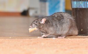 चूहों से हमेशा के लिए निजात पाने का आसान घरेलू उपाय एक बार जरूर आजमाएं