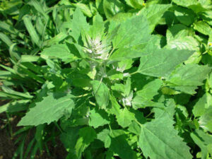 बथुआ का सेवन अनियमित माहवारी, ब्रेस्ट कैंसर, एनीमिया व बवासीर में है फायदेमंद, ऐसे करे सेवन…