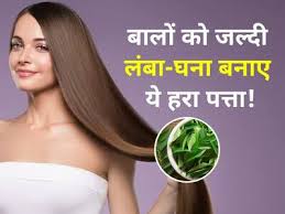 हफ्ते में इसे सिर्फ 2 बार लगाने से इतने ज्यादा लंबे हो जाएंगे बाल, की संभाल नहीं पाओगे आप