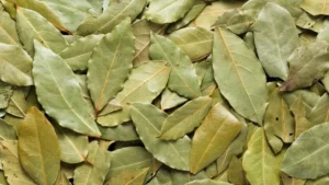 जानिए तेज़ पत्ते के फायदे के बारे में, आप अभी