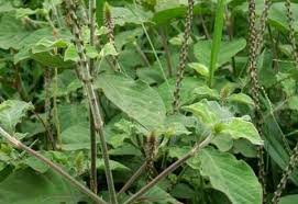 खुजली, पथरी और गंजापन को जड़ से खत्म कर देगा यह पत्ता, इस्तेमाल करने का तरीका जान लो