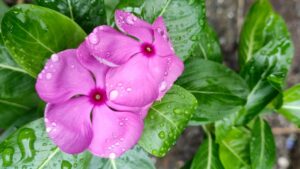 जाने सदाबहार के औषधीय गुण के बारे में, आप अभी