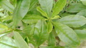 आयुर्वेद मे यह पौधा संजीवनी बूटी से कम नहीं, जरूर जाने इसके चमत्कारी फायदे आयुर्वेद मे यह पौधा संजीवनी बूटी से कम नहीं, जरूर जाने इसके चमत्कारी फायदे