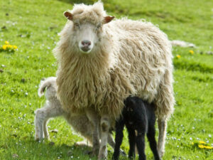 भेड़ के दूध के फायदे जानकर आप रह जाएंगे हैरान