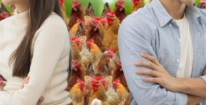 चीन में पति-पत्नी का तलाक 29 मुर्गियों पर अटका, जज ने दिया अनोखा समाधान