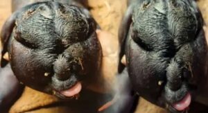 तमिलनाडु में बकरी ने इंसान जैसे चेहरे वाले बच्चे को जन्म दिया