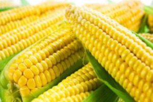 भुट्टे के इस अंश का सेवन करने से दूर होती है मधुमेह और पथरी जैसी खतरनाक बीमारी भुट्टे के इस अंश का सेवन करने से दूर होती है मधुमेह और पथरी जैसी खतरनाक बीमारी