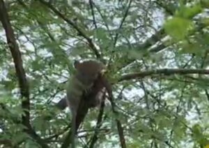 उत्तर प्रदेश: दुश्मनी भुलाकर एक ही पेड़ पर बैठे सांप, चूहा और विषखोपड़ा, बाढ़ ने कर दिया मजबूर