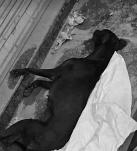 पानीपत में कुत्ते की मौत पर नया ट्विस्ट