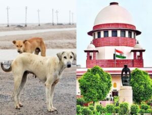 आवारा कुत्तों पर सुप्रीम कोर्ट की सख्ती