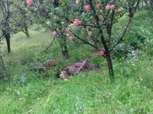 जम्मू-कश्मीर में सेना ने दो आतंकियों को किया ढेर