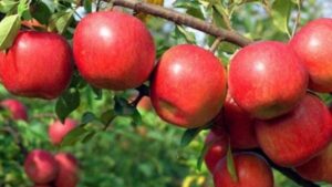 भारी बर्फबारी और बारिश से सेब के हजारों पेड़ क्षतिग्रस्त, किसानों को भारी नुकसान