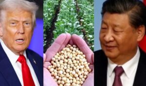 अपने ही बुने जाल में फंसे ट्रम्प, अमेरिकी किसान परेशान, सोयाबीन नहीं खरीद रहा चीन