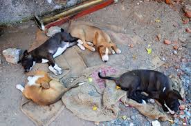 पालतू एवं सामुदायिक कुत्तों से संबंधित नए उपनियमों को दिया गया अंतिम रूप