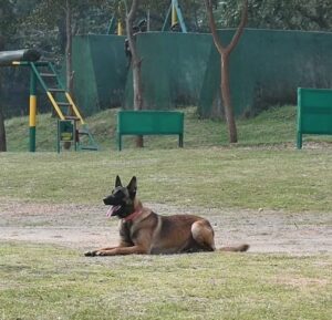 झारखंड के पश्चिम सिंहभूम में ऑपरेशन के दौरान IED ब्लास्ट, वीर K9 स्टनर शहीद, कई कमांडो की जान बचाई