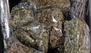 मुंबई एयरपोर्ट पर 8 करोड़ की गांजा तस्करी पकड़ी गई, दो यात्री बैंकॉक से लेकर आए थे ड्रग्स