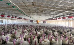यूरोप और अमेरिका में बर्ड फ्लू का प्रकोप बढ़ा, 3 महीने में मारनी करोडों मुर्गियां