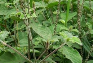 लड़कों के बालों को काला, घना और मजबूत बनाने के 3 असरदार उपाय