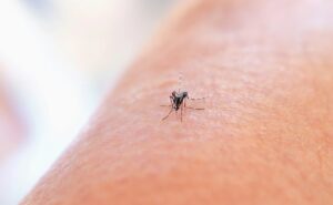 क्या आप चूहे, मच्छर, मक्खियां, खटमल के आने से परेशान है तो ये उपाय करें