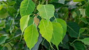 सुबह खाली पेट इस पेड़ का 1 पत्ता खाने से मर्दाना कमजोरी हो जाएगी दूर