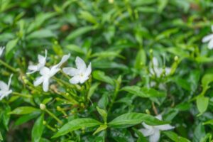 एक बार इस चीज़ का सेवन कर लेंगे तो लोग आपकी ताकत देख के जल उठेंगे