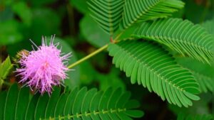 सोने से भी कीमती है इस पेड़ के फूल और पत्ते, आप भी एक बार जरूर जान लें