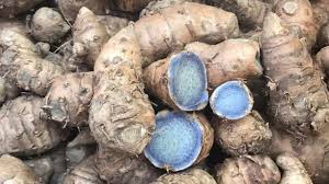 जानिए काली हल्दी के गुप्त रहस्यों के बारे में, आप अभी