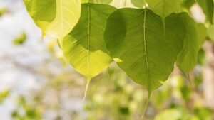 60 की उम्र में 24 साल का दिल चाहते हो तो इस तरह पीपल के पत्तों का सेवन करें