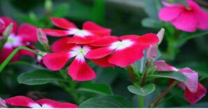 ईश्वर के वरदान से कम नहीं यह सदाबहार का पौधा, जाने अभी