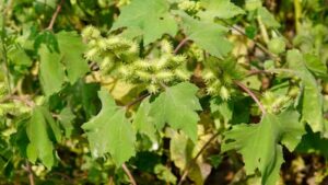 गम गवार का अचूक फायदा जानकर हैरान रह जाएंगे आप