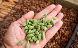 रोज रात को खाए 2 इलायची होंगे कई फायदे