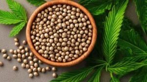 देसी घी खाने के फायदे जानकर रह जाएंगे हैरान देसी घी खाने के फायदे जानकर रह जाएंगे हैरान