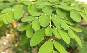 सुबह खाली पेट इस पेड़ का 1 पत्ता खाने से मर्दाना कमजोरी हो जाएगी दूर