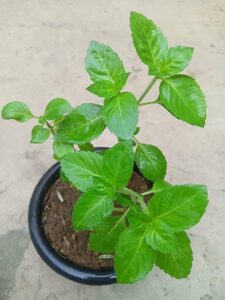 कमजोर दिमाग को तेज करने के लिए करें इन चीजों का सेवन, जरुर जानें